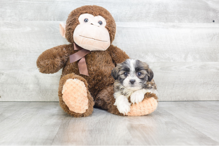 Teddy Bear Pup Being Cute