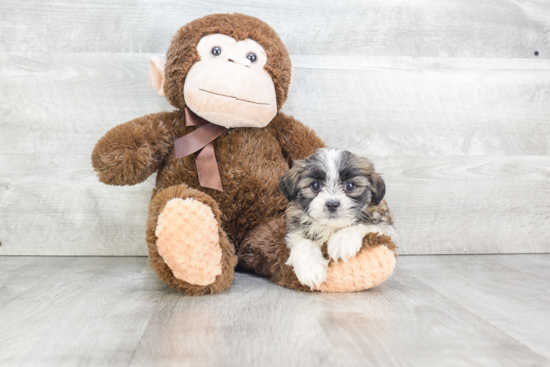 Teddy Bear Pup Being Cute