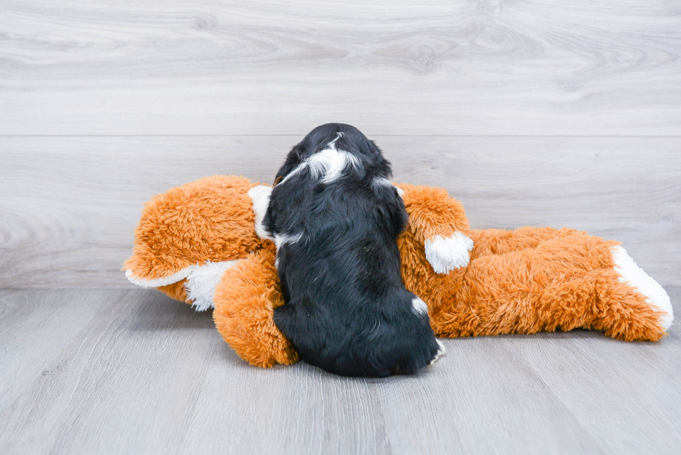 Best Cavalier King Charles Spaniel Baby