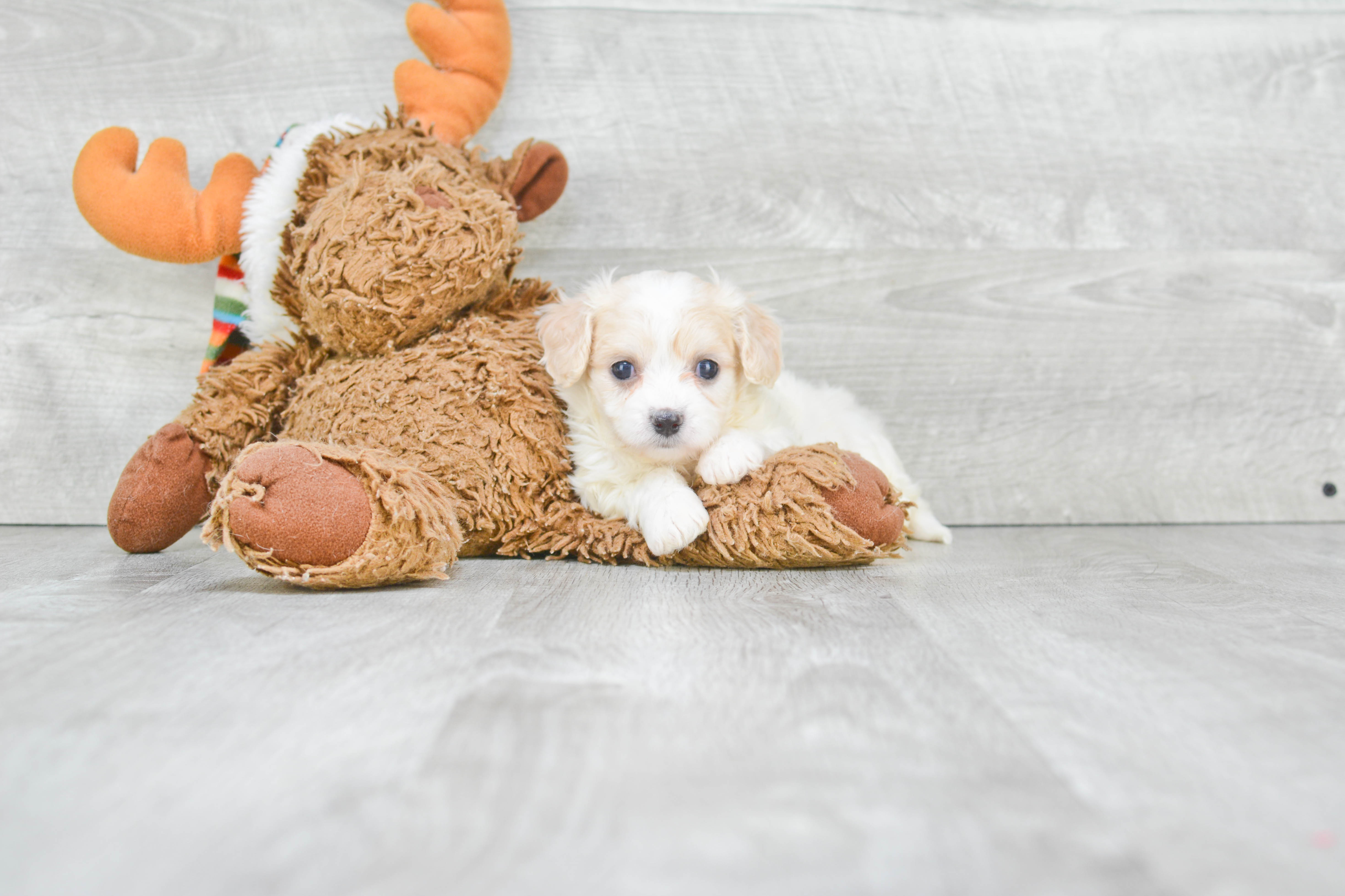 Best Cavachon Baby