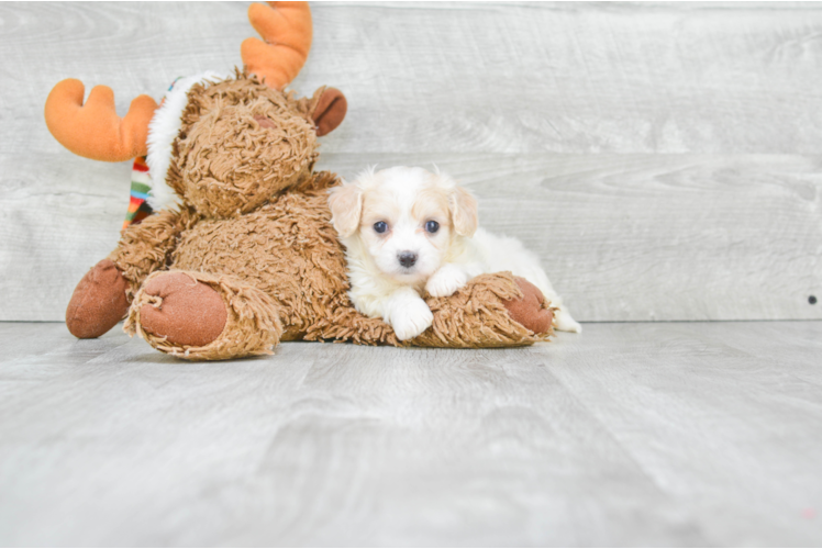 Best Cavachon Baby