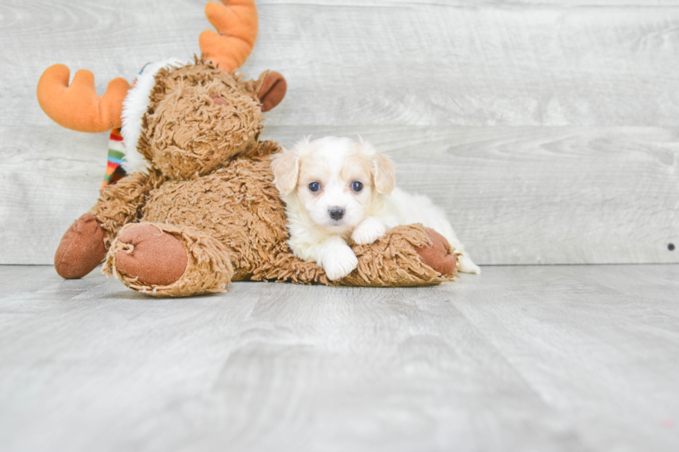 Best Cavachon Baby