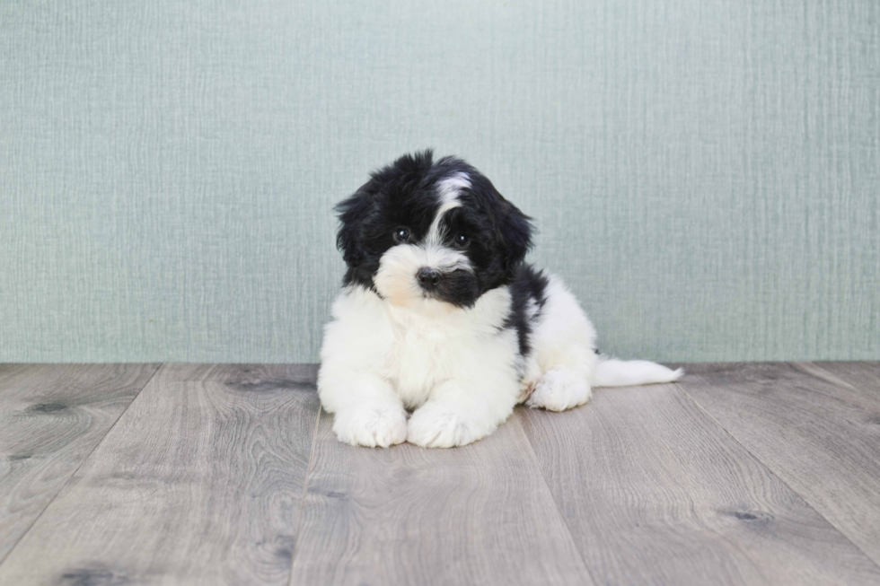 Fluffy Havanese Purebred Puppy