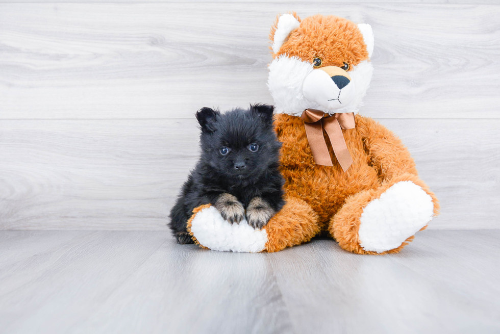 Hypoallergenic Pomeranian Purebred Pup