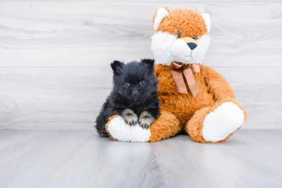 Hypoallergenic Pomeranian Purebred Pup