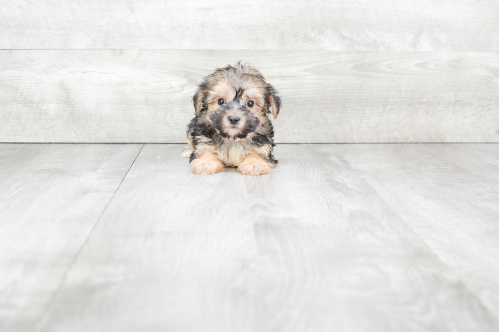 Little Yorkie Designer Puppy