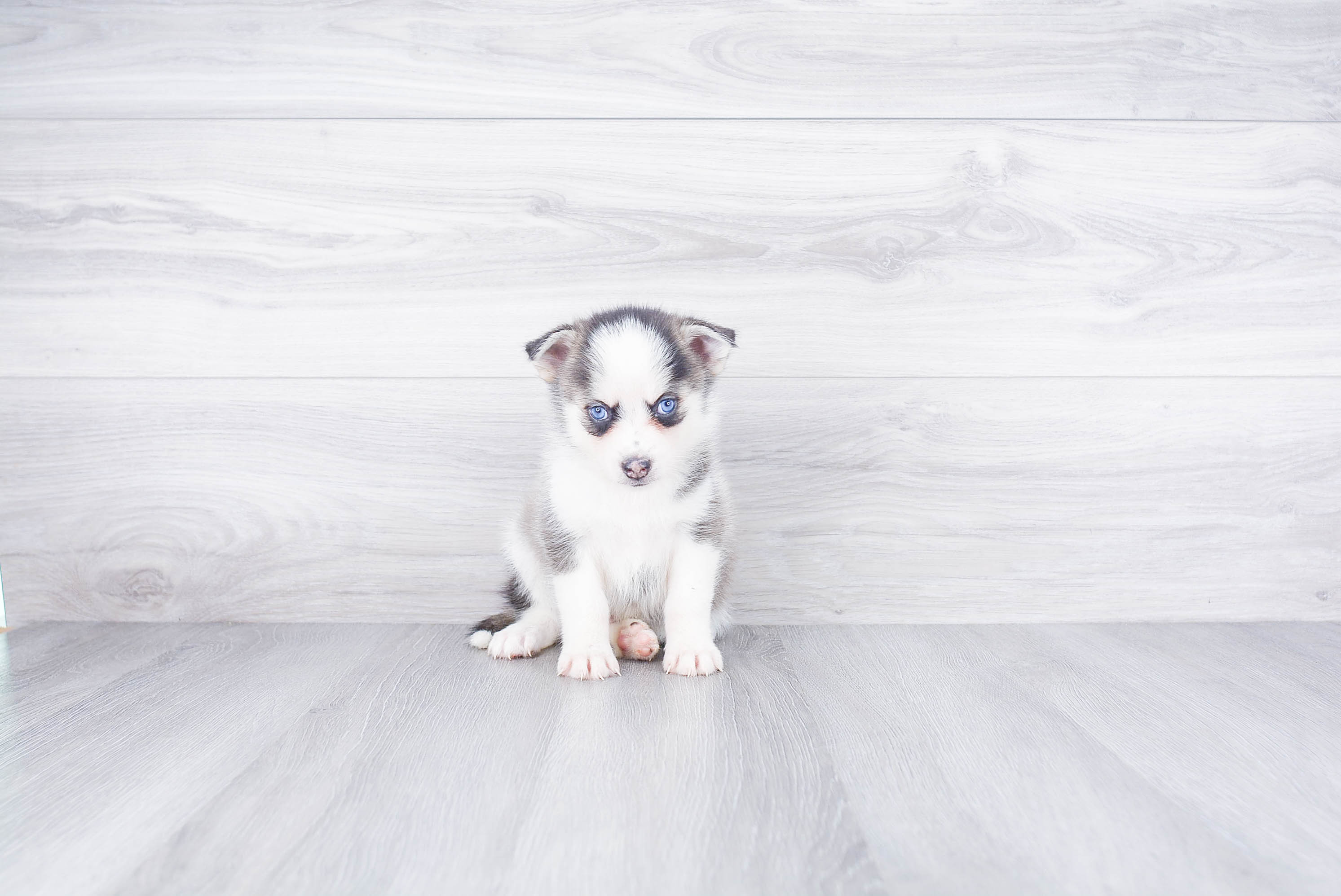 Playful Mini Husky Designer Puppy
