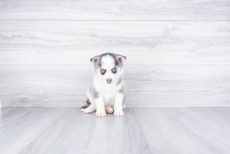 Playful Mini Husky Designer Puppy