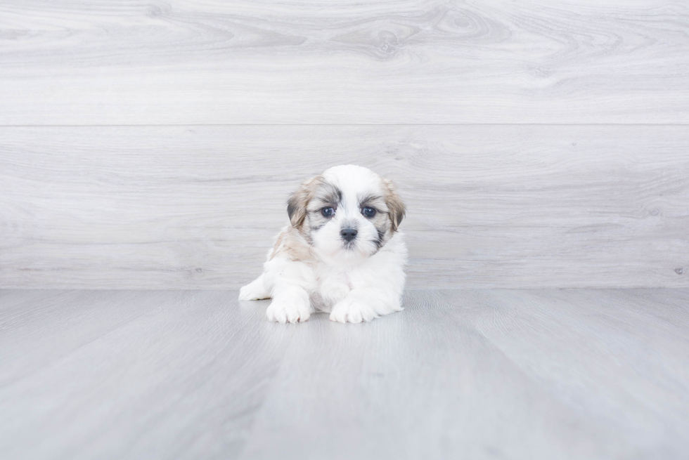 Playful Shichon Designer Puppy