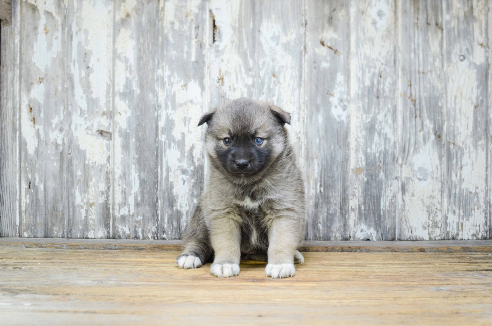 Best Pomsky Baby