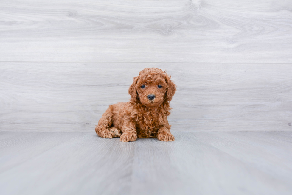 Little Cockerpoo Poodle Mix Puppy