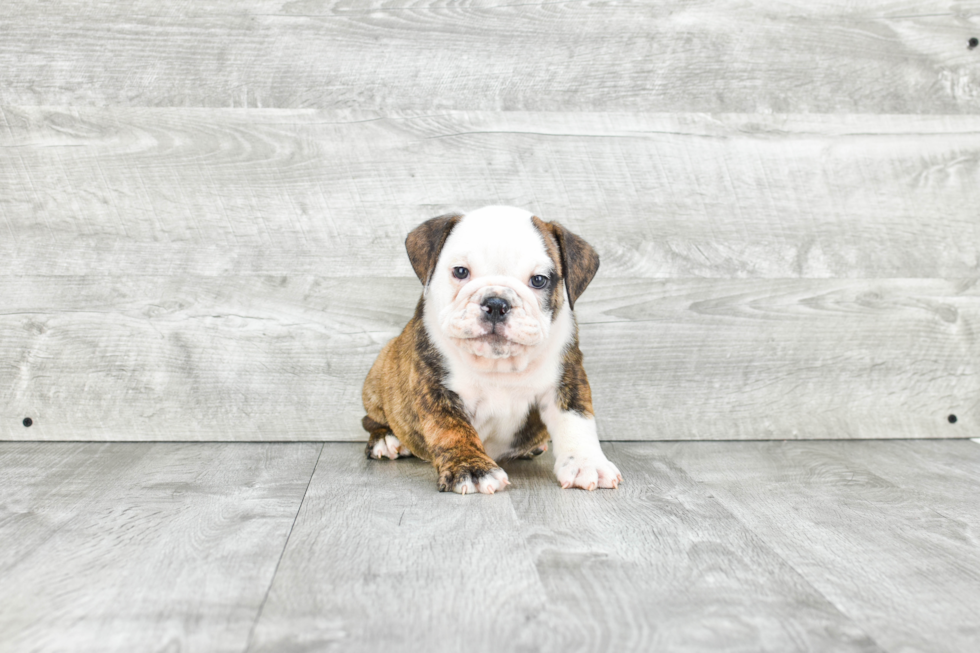 Cute English Bulldog Mix Puppy