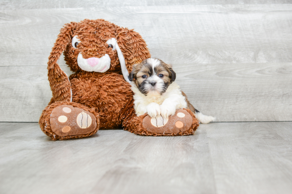 Fluffy Teddy Bear Designer Pup