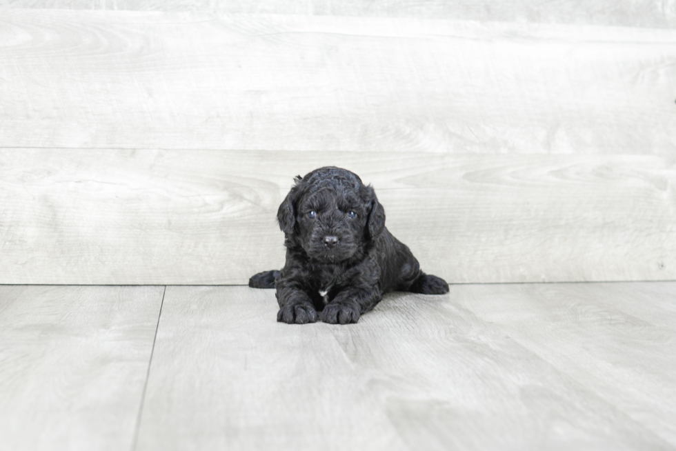 Sweet Cavapoo Baby