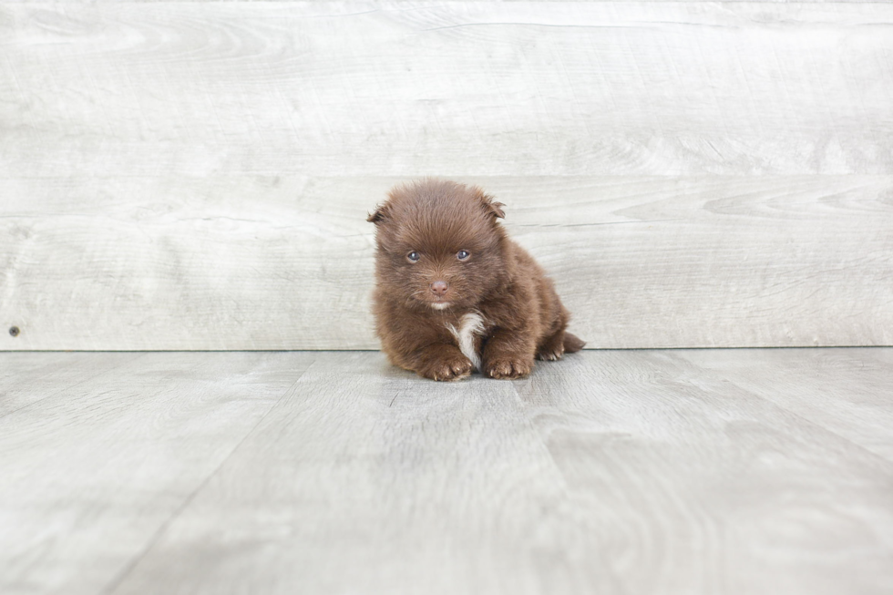 Little Pomeranian Purebred Pup