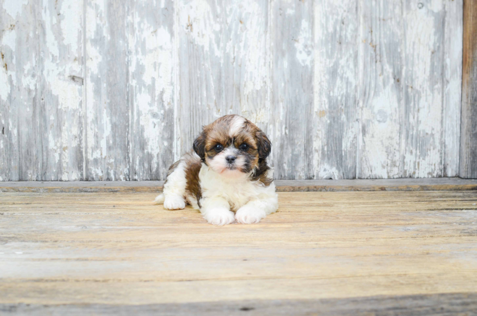 Friendly Teddy Bear Baby