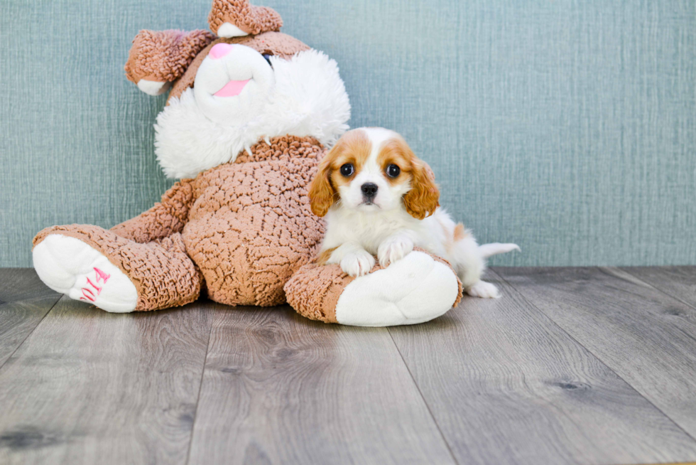 Best Cavalier King Charles Spaniel Baby