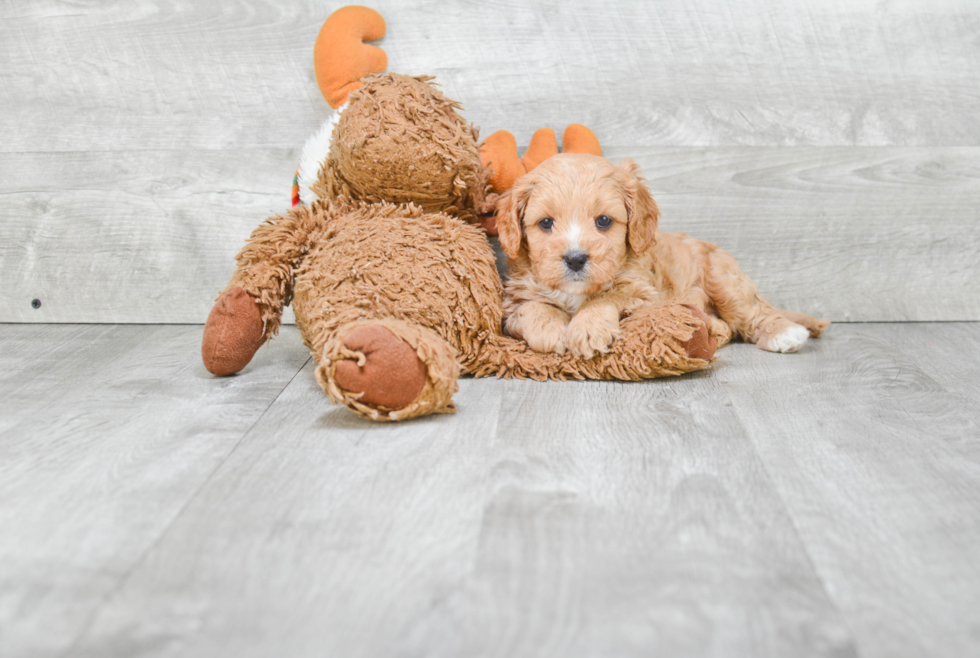 Best Cavapoo Baby