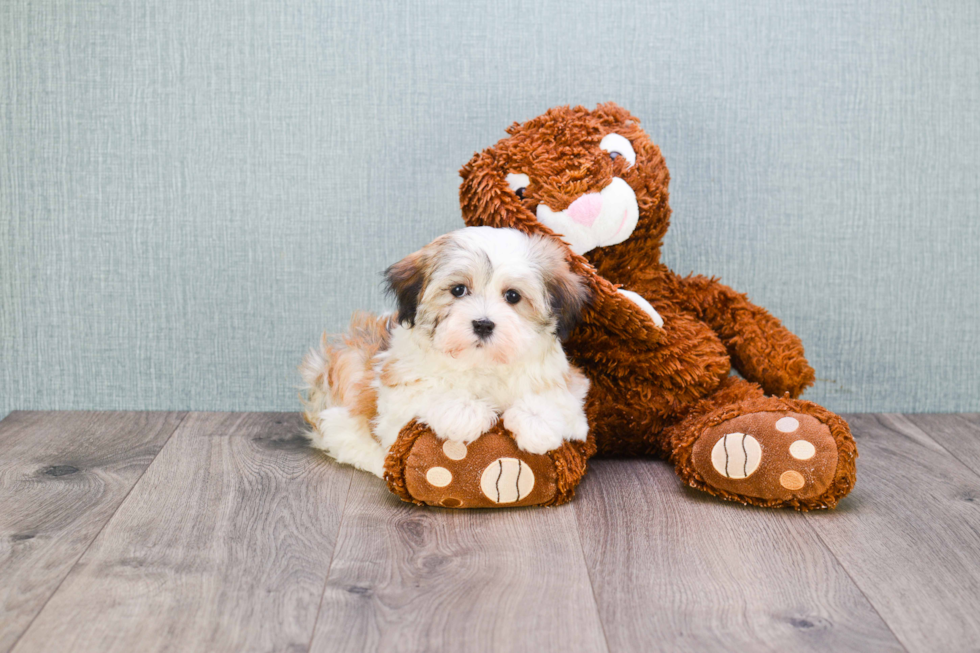 Meet Caitlin - our Havanese Puppy Photo 