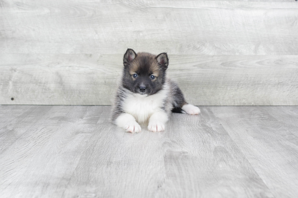 Playful Mini Husky Designer Puppy