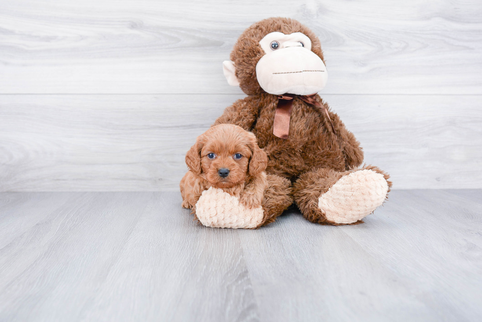 Cavapoo Puppy for Adoption