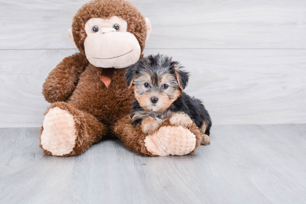 Meet Giselle - our Yorkshire Terrier Puppy Photo 