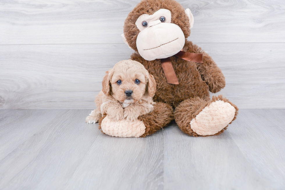 Best Cavapoo Baby