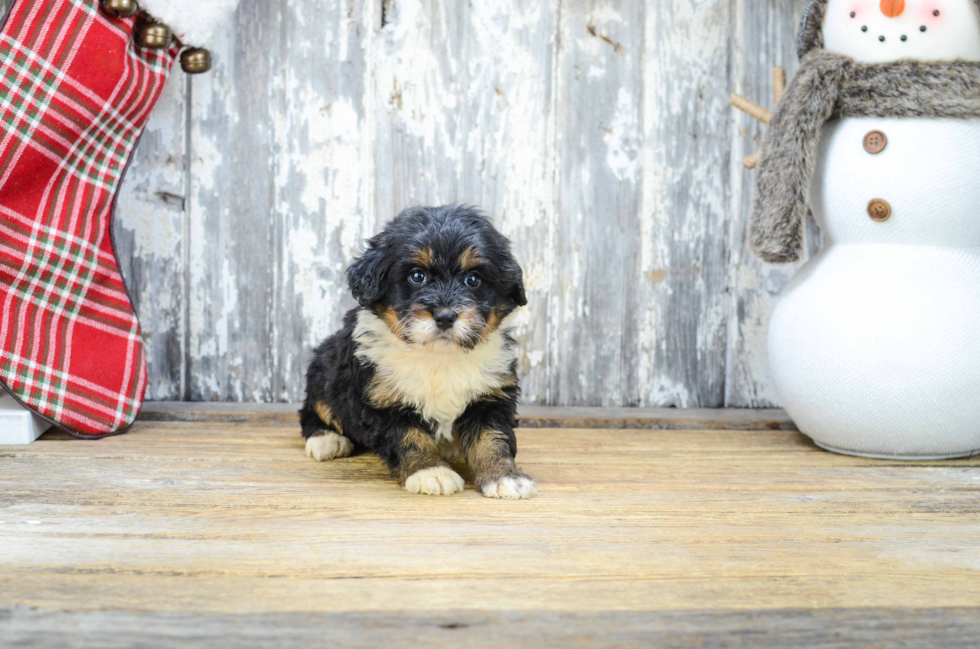 Mini Bernedoodle Puppy for Adoption