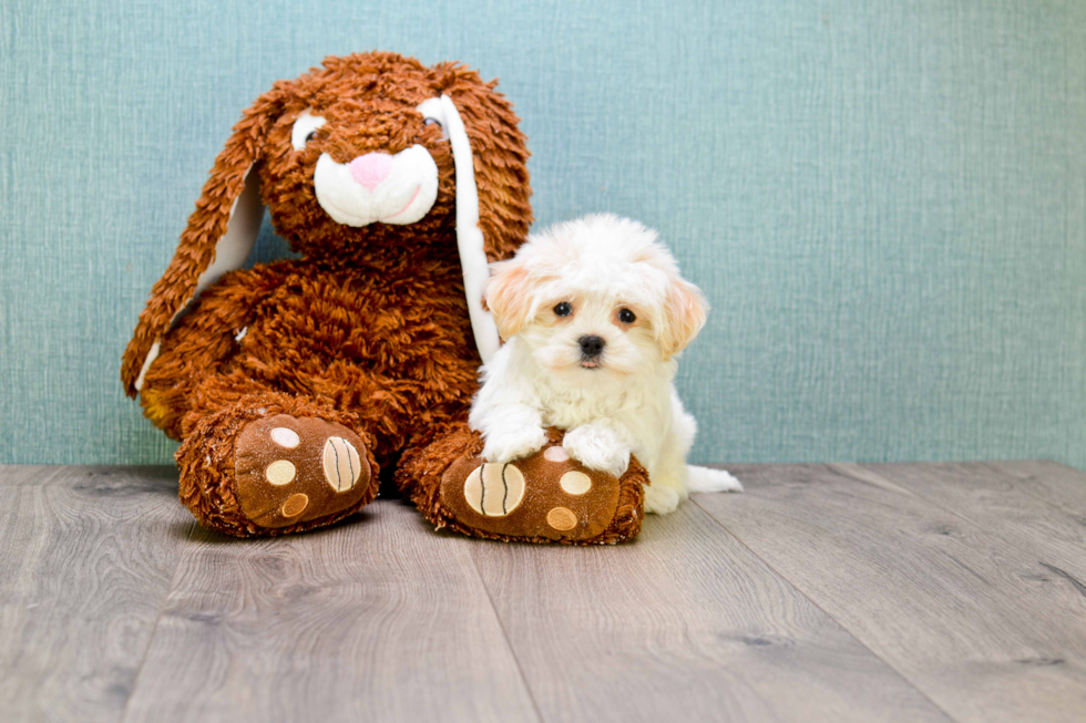 Little Maltepoo Poodle Mix Puppy