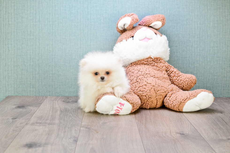 Pomeranian Pup Being Cute