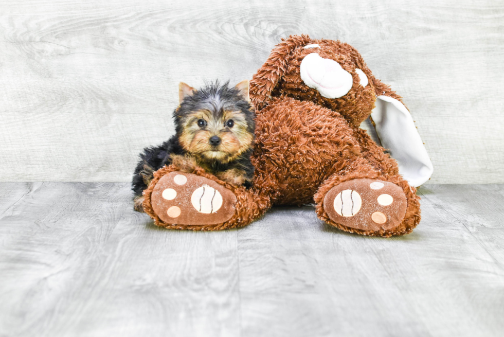 Meet Beckham - our Yorkshire Terrier Puppy Photo 