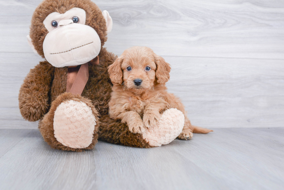 Best Mini Goldendoodle Baby