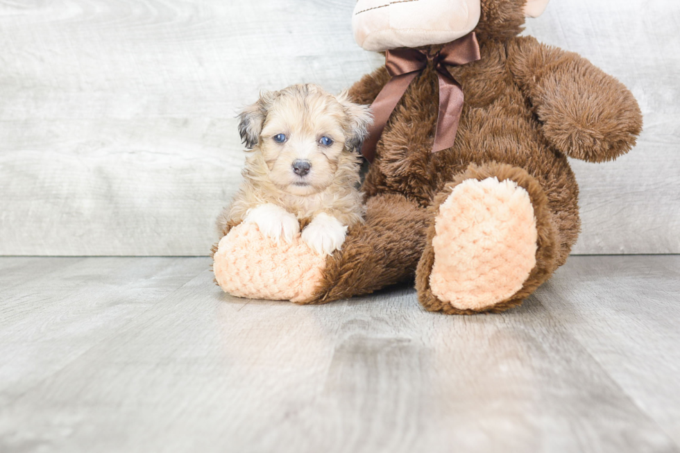 Mini Aussiedoodle Puppy for Adoption