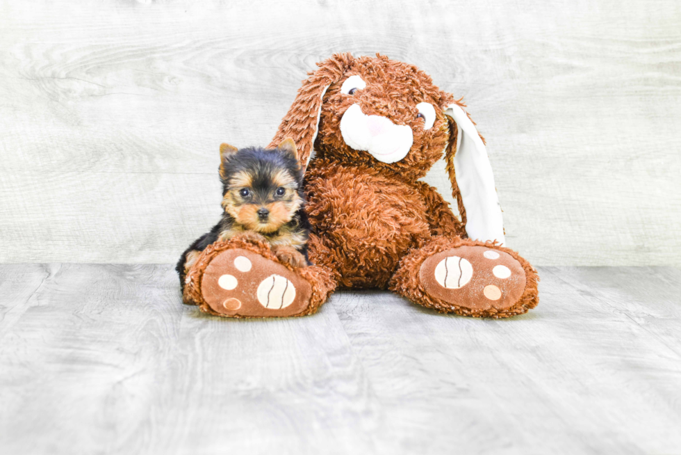 Meet Bella - our Yorkshire Terrier Puppy Photo 