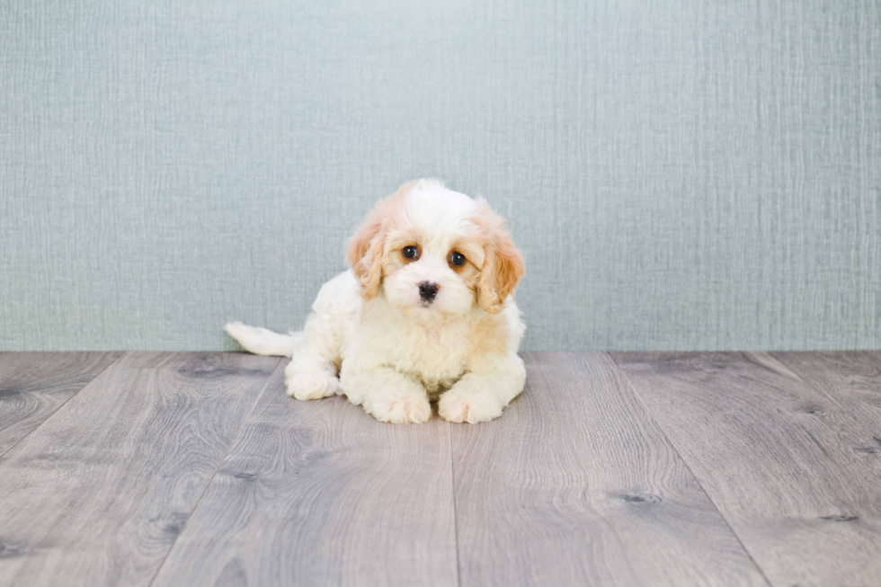 Cavachon Puppy for Adoption