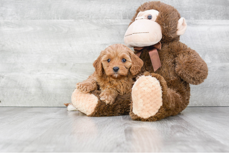 Little Cavoodle Poodle Mix Puppy