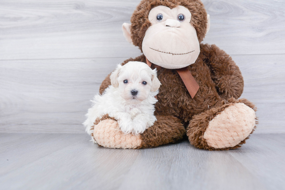 Popular Maltipoo Poodle Mix Pup