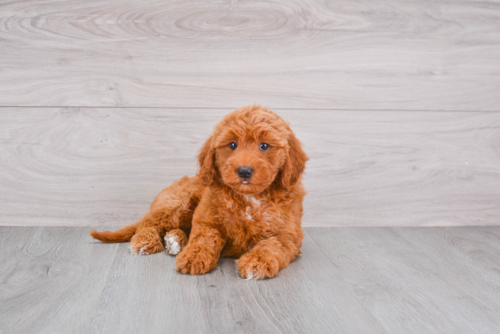 Friendly Mini Goldendoodle Baby