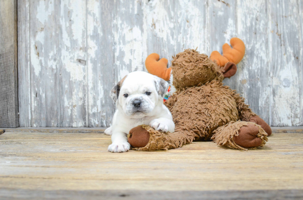 Cute English Bulldog Baby