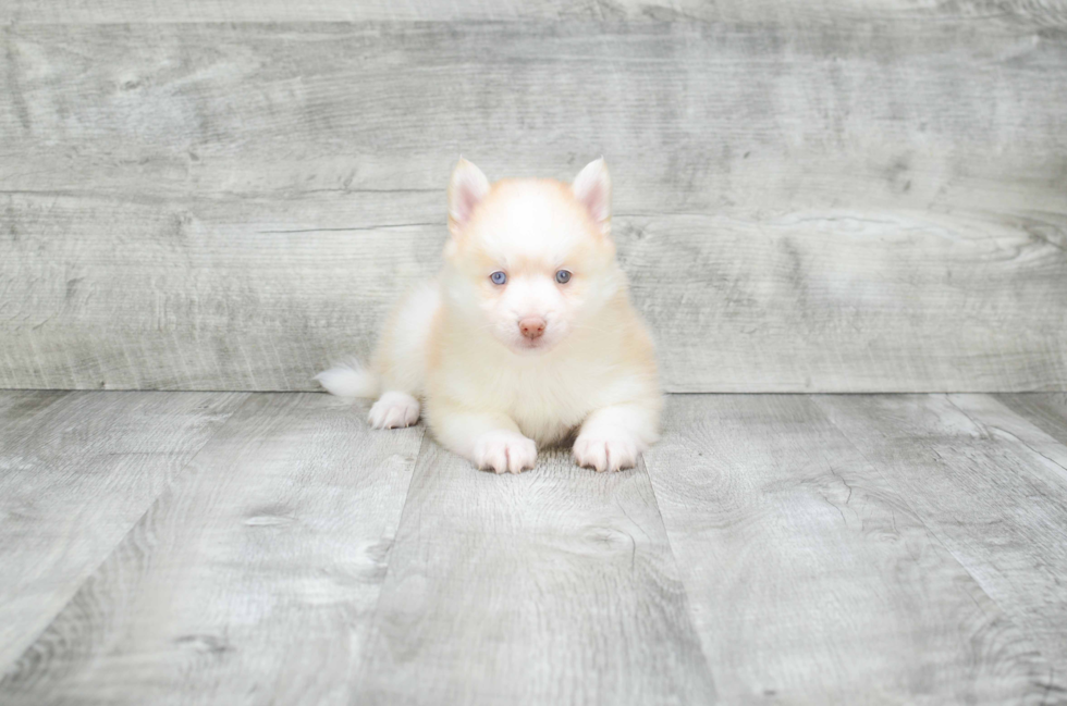 Cute Pomsky Baby