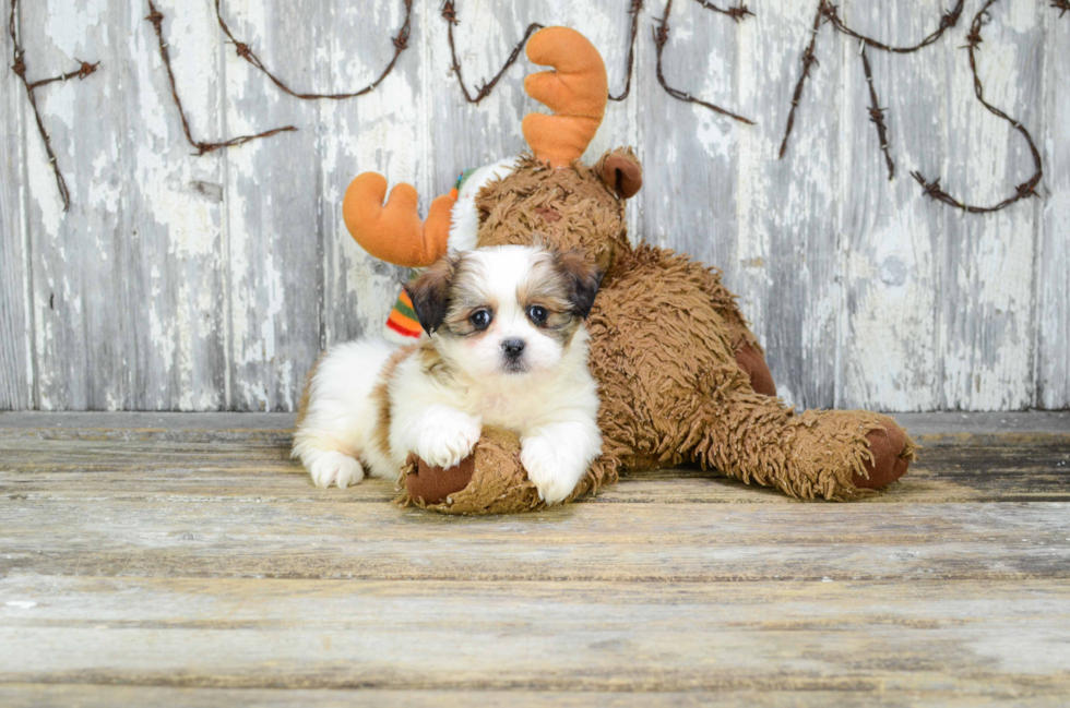 Teddy Bear Pup Being Cute