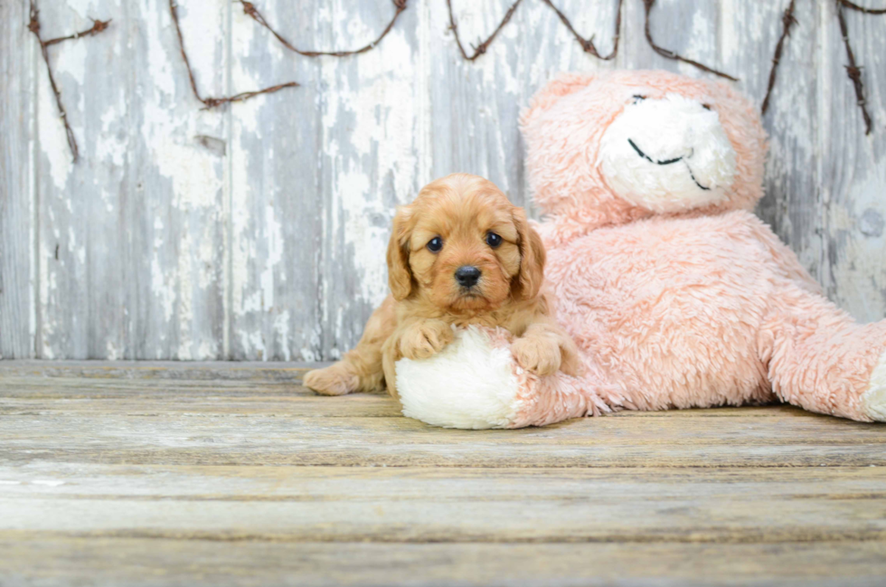 Petite Cavapoo Poodle Mix Pup