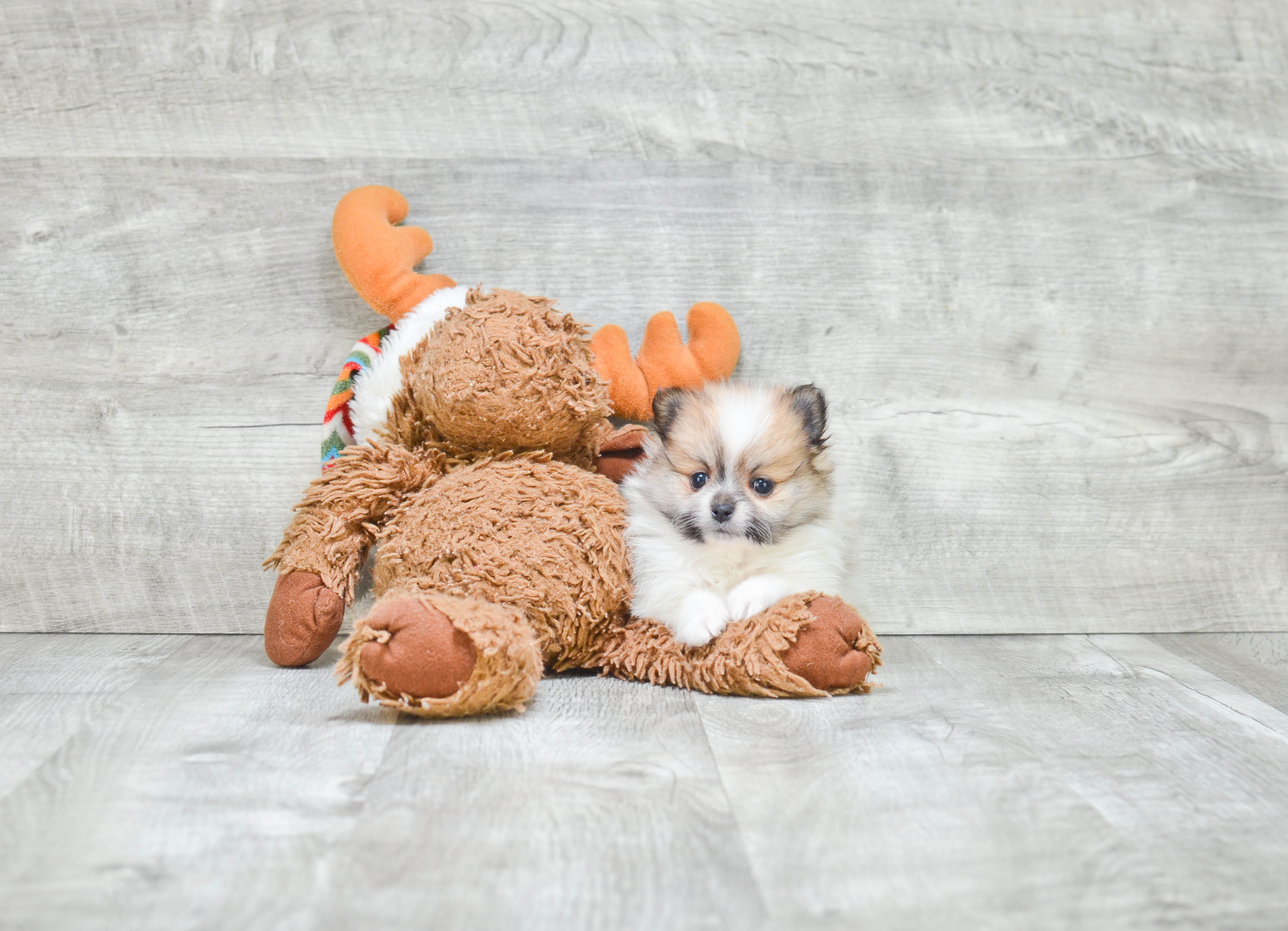 Popular Pomeranian Baby