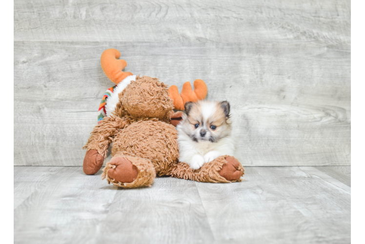 Popular Pomeranian Baby