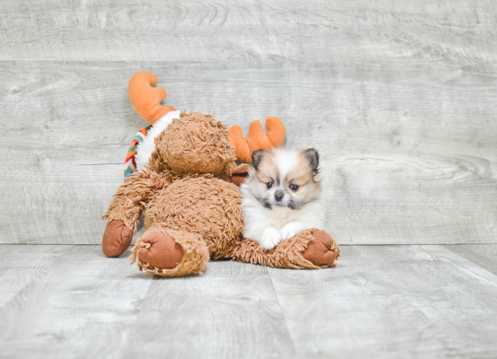 Popular Pomeranian Baby