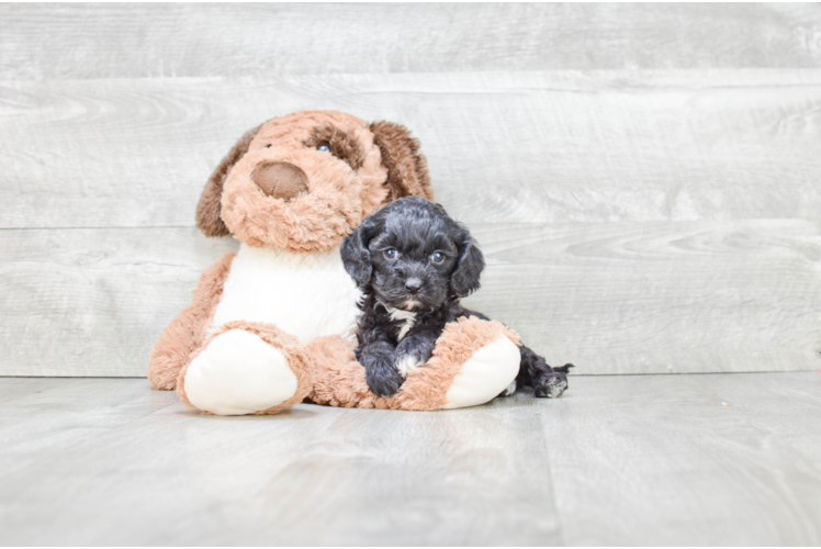 Fluffy Cavapoo Poodle Mix Pup