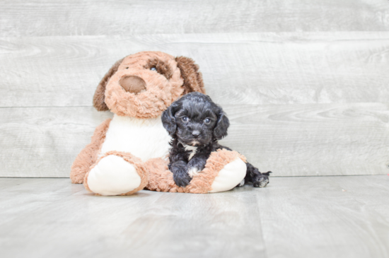 Fluffy Cavapoo Poodle Mix Pup