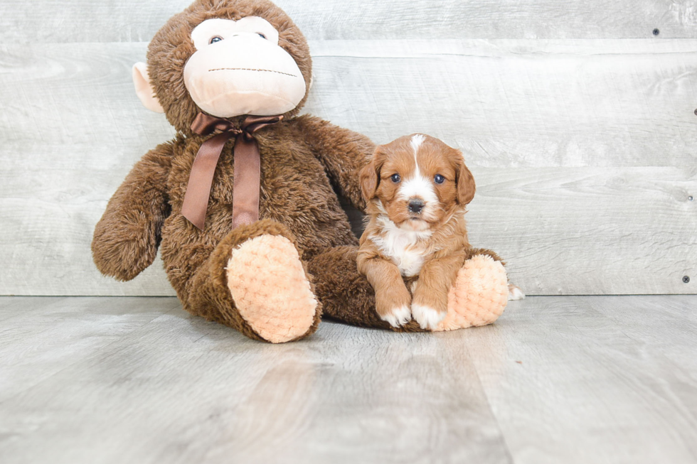 Best Cavapoo Baby