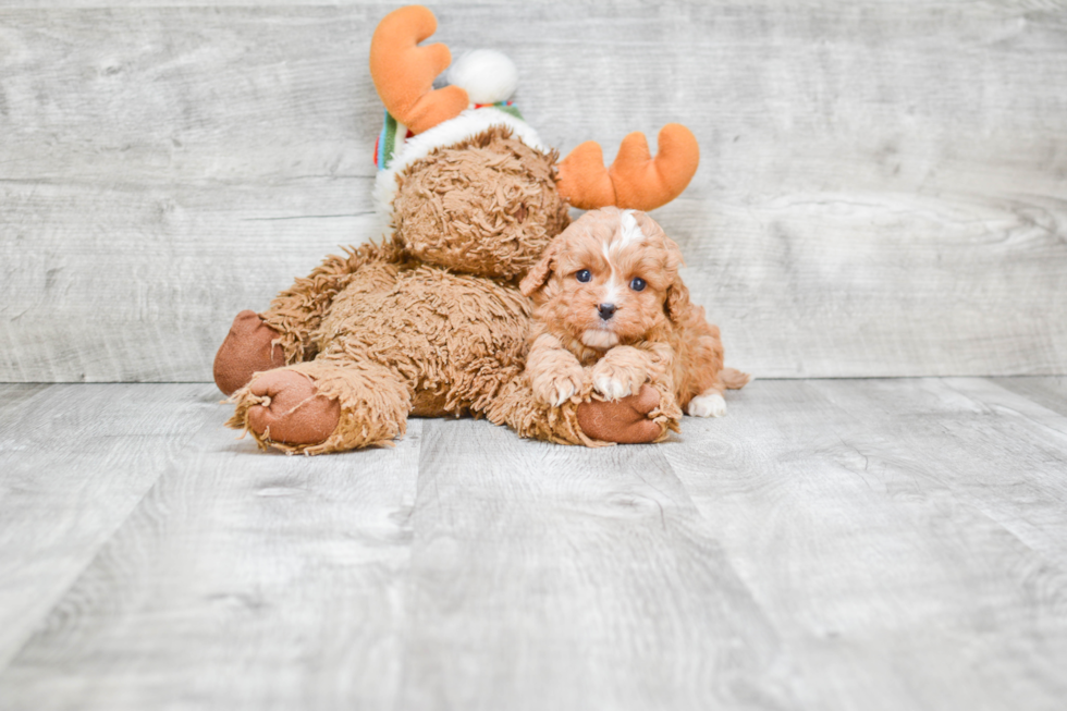 Adorable Cavoodle Poodle Mix Puppy