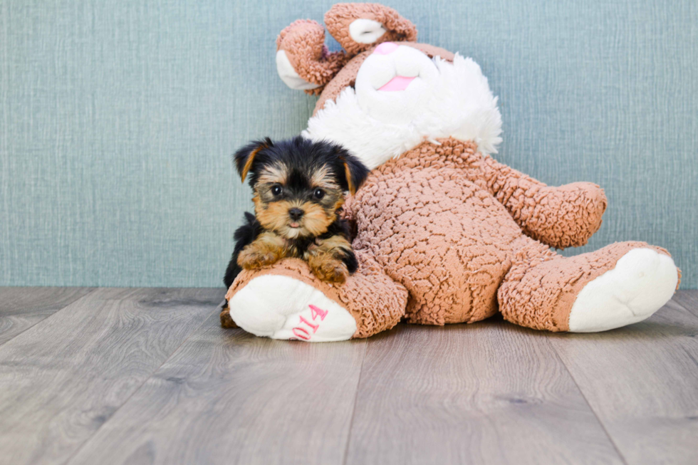 Meet Fiona - our Yorkshire Terrier Puppy Photo 